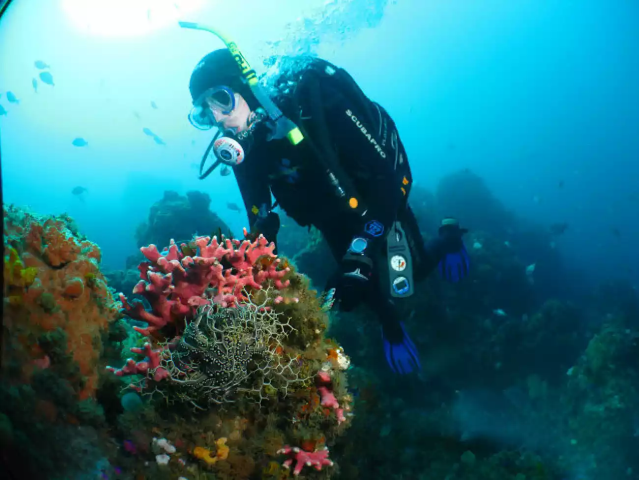 Scuba Diving in the Eastern Cape
