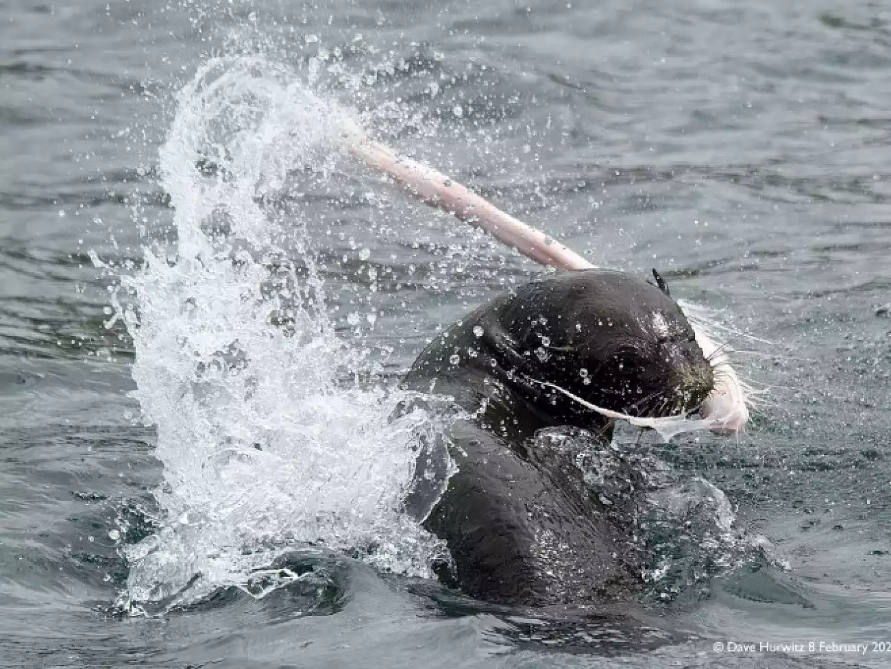 Seal Viewing Trips in Cape Town