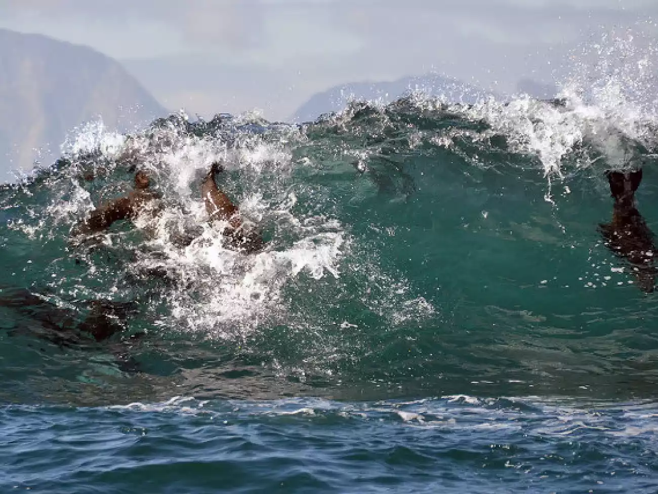 Seal Viewing Trips in Simon's Town