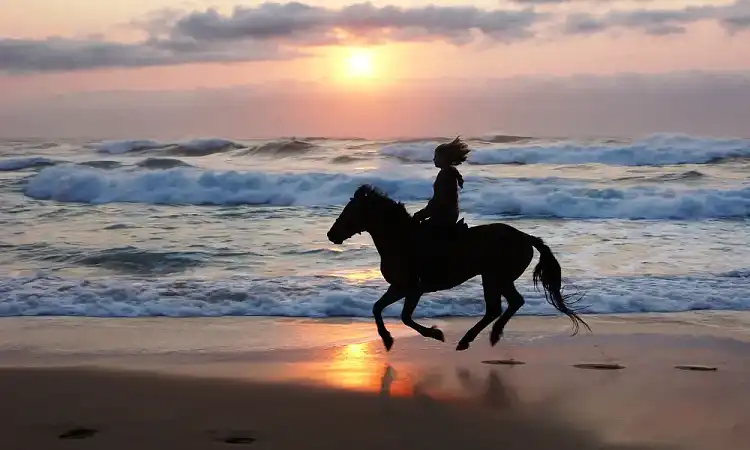 Selsdon Horse Rides - Beach Horse Rides