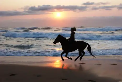 Selsdon Horse Rides - Beach Horse Rides