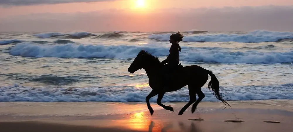 Selsdon Horse Rides - Beach Horse Rides