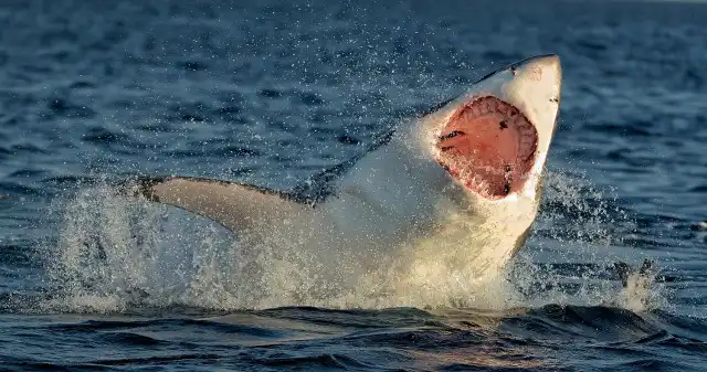 Shark Cage Diving