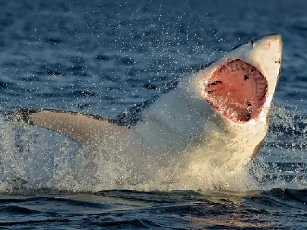 Shark Cage Diving on the Garden Route 