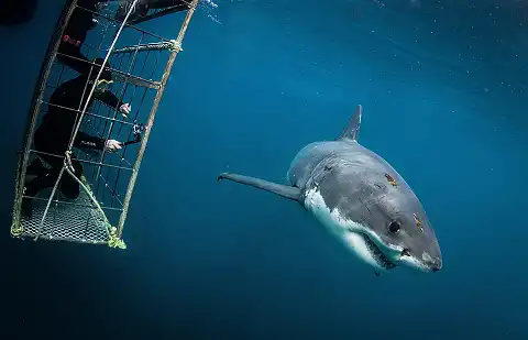Shark Explorers - Shark Cage Diving