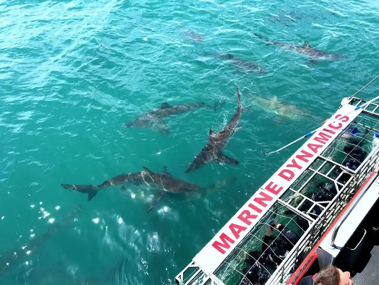 Shark Cage Diving at Dyer Island 