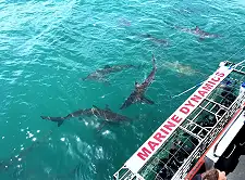 Shark Cage Diving