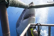 Shark Cage Diving