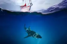 Shark Cage Diving