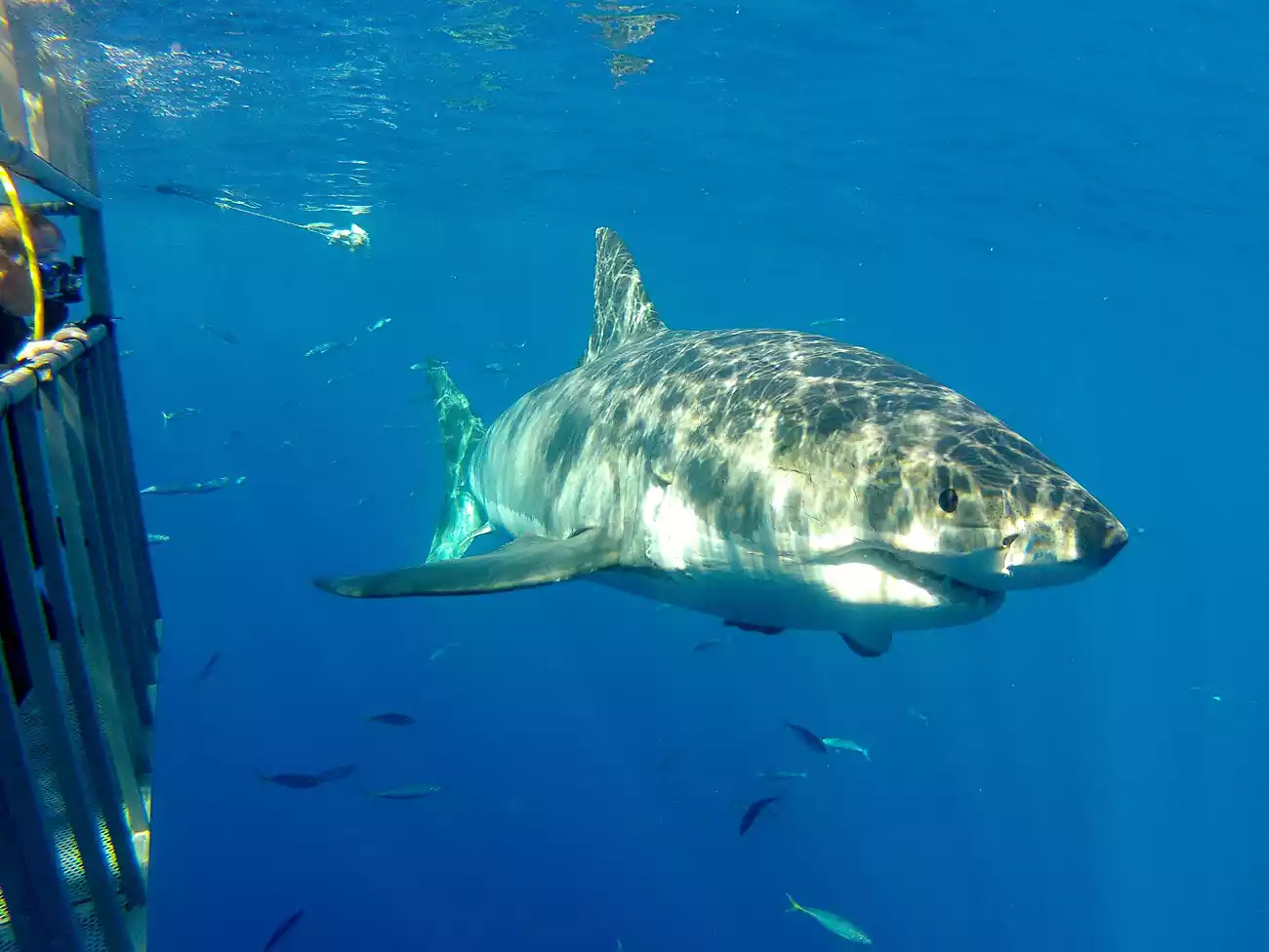 Shark Cage Diving in Gqeberha
