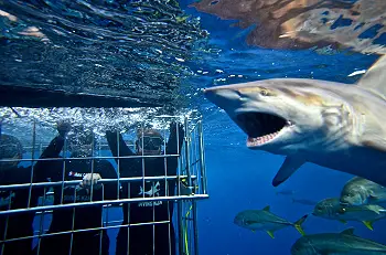 Shark Cage Diving