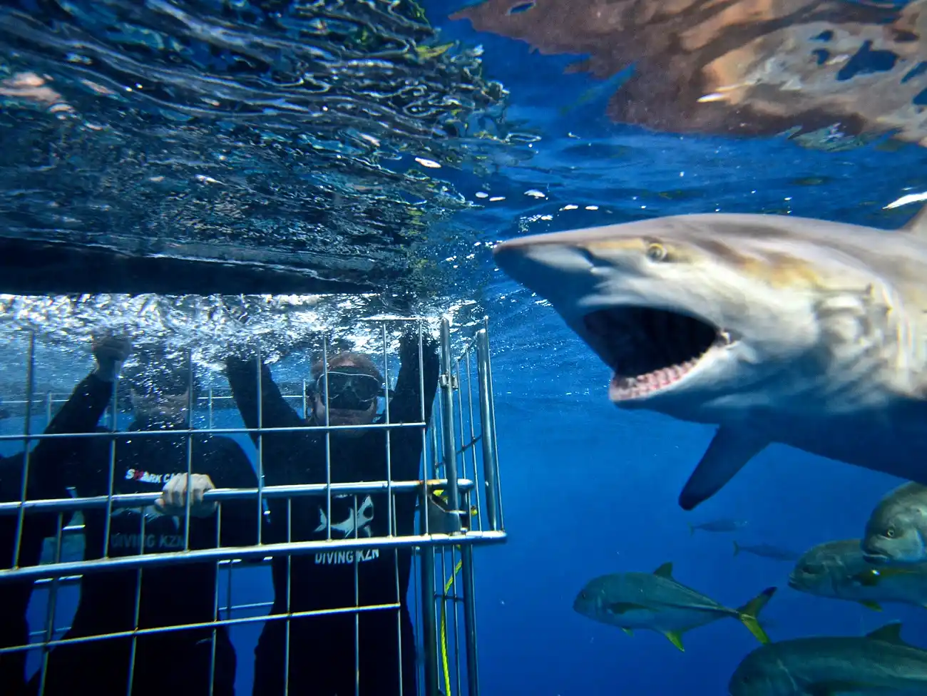 Shark Cage Diving on the KwaZulu Natal South Coast 