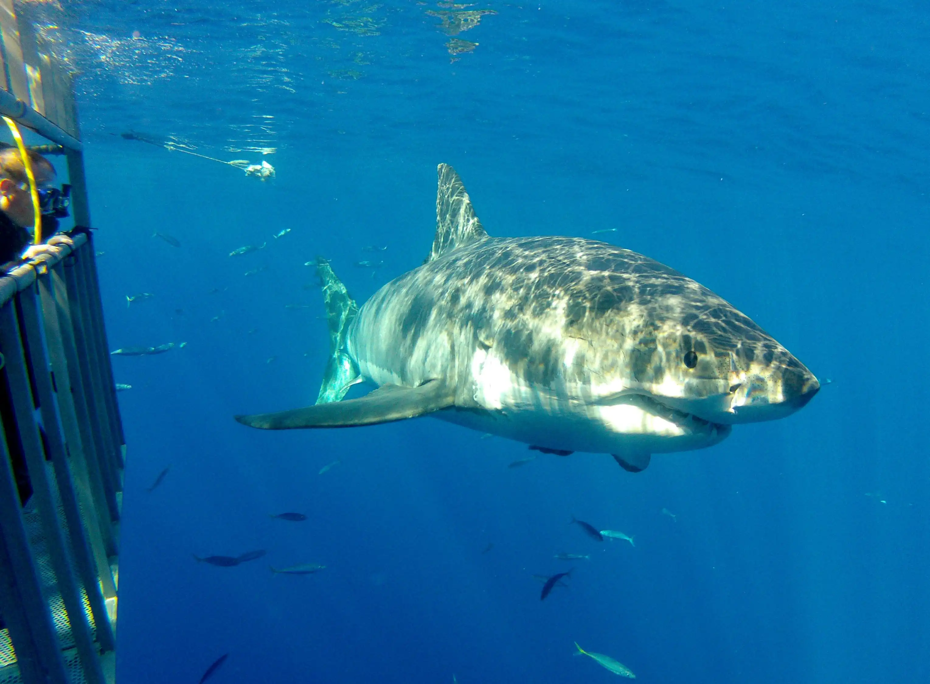 Shark Cage Diving