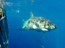 Shark Cage Diving