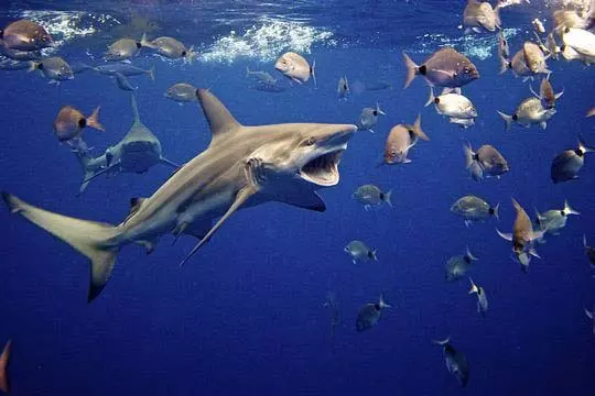 Shark Cage Diving