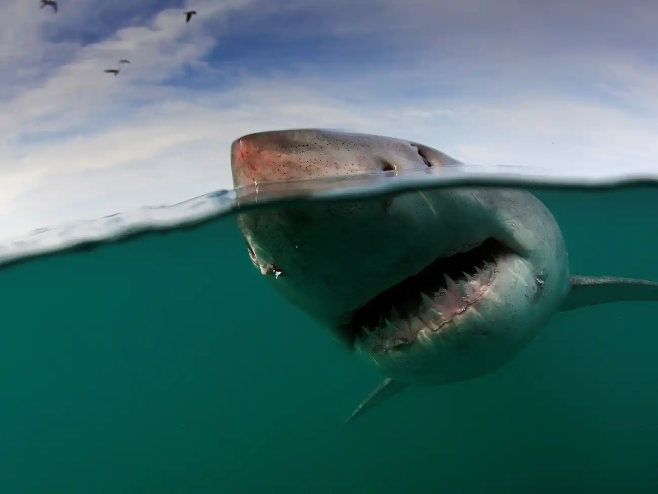 Shark Diving in Gqeberha
