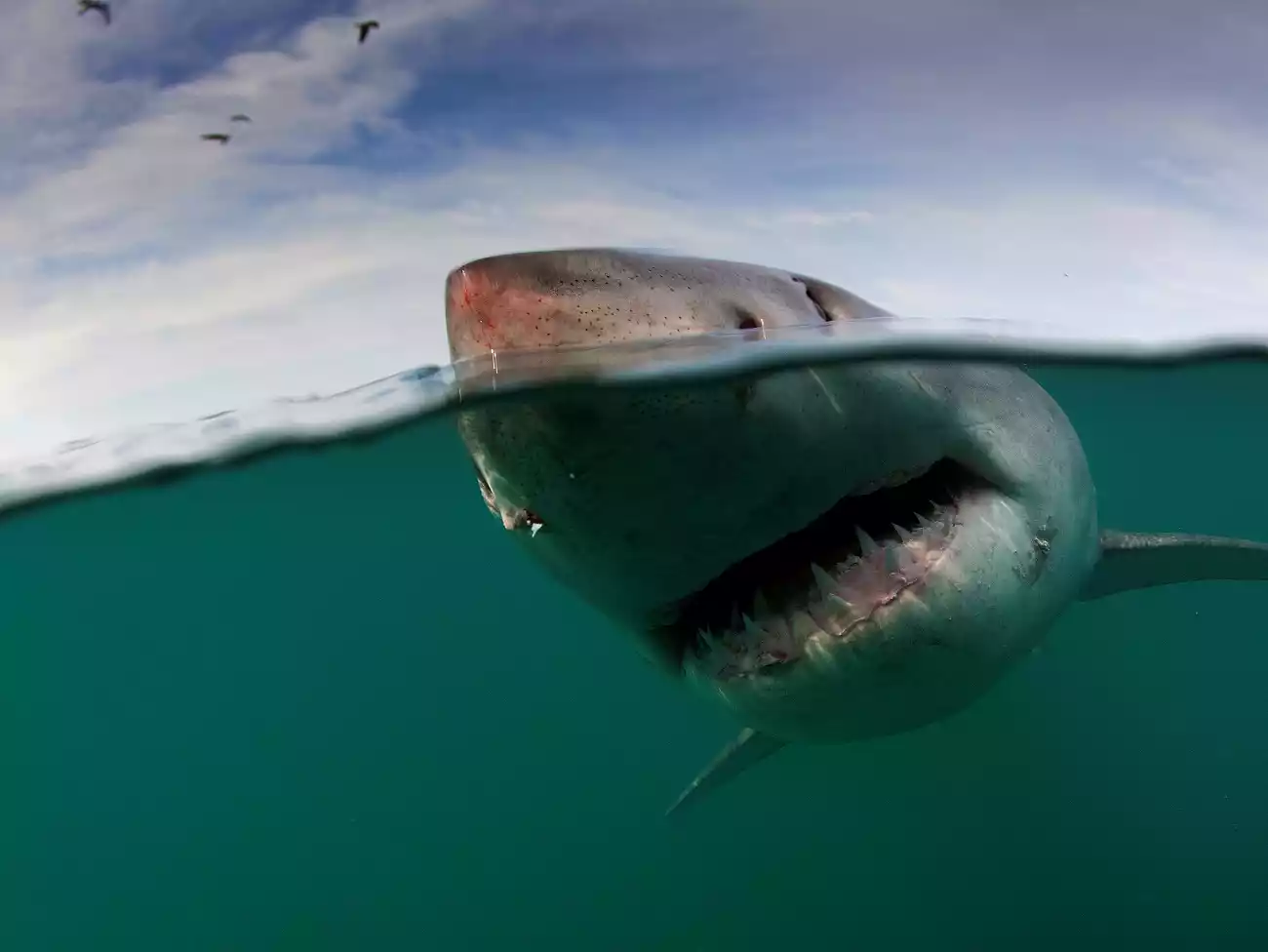 Shark Diving in Gqeberha