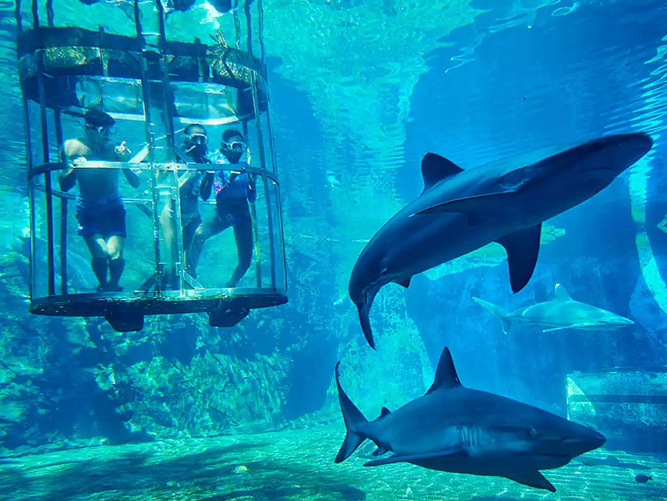 Shark Diving on the KwaZulu-Natal North Coast