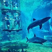 Shark Diving