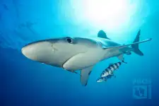 Shark Diving