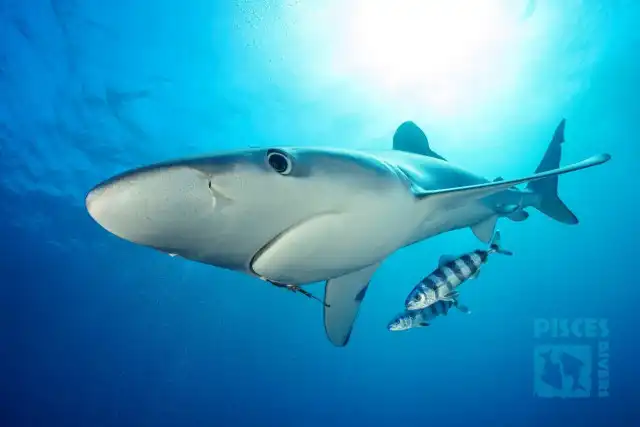 Shark Diving