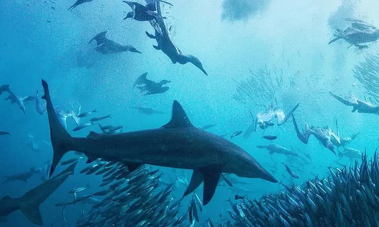 Shark Explorers - Sardine Run