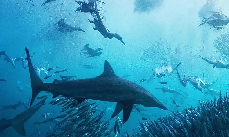 Shark Explorers - Sardine Run