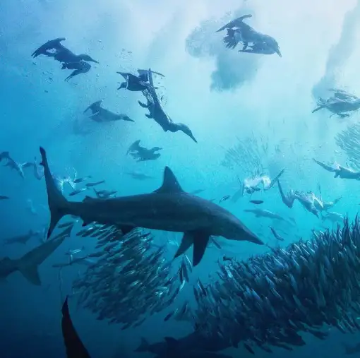 Shark Explorers - Sardine Run