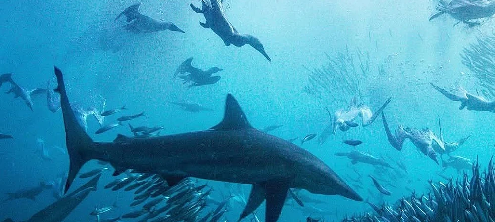 Shark Explorers - Sardine Run
