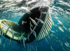 Sardine Run