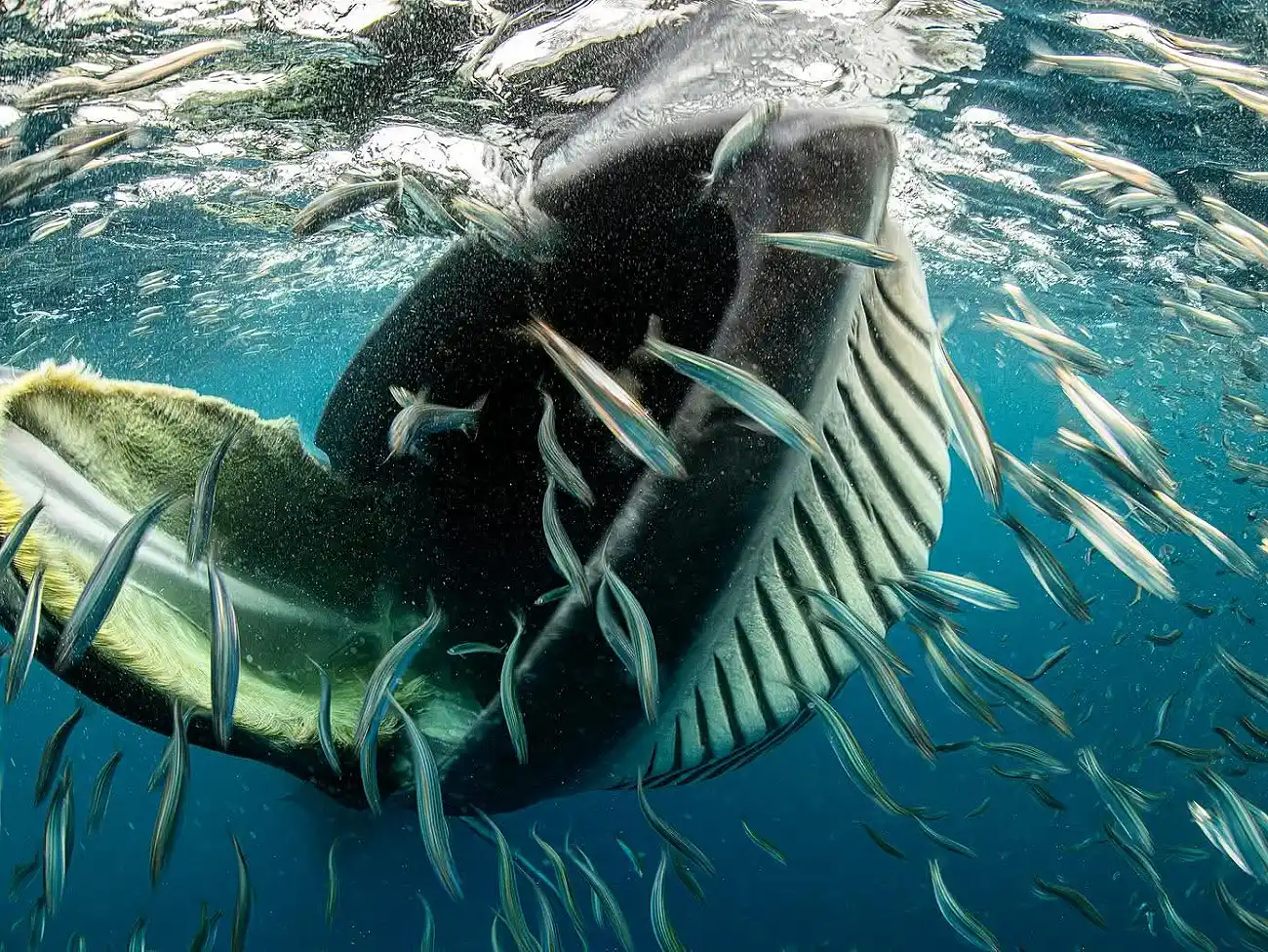 Sardine Run in Post St John