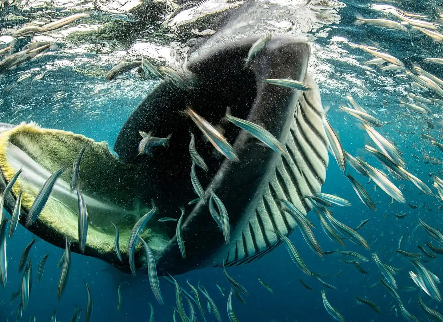 Sardine Run