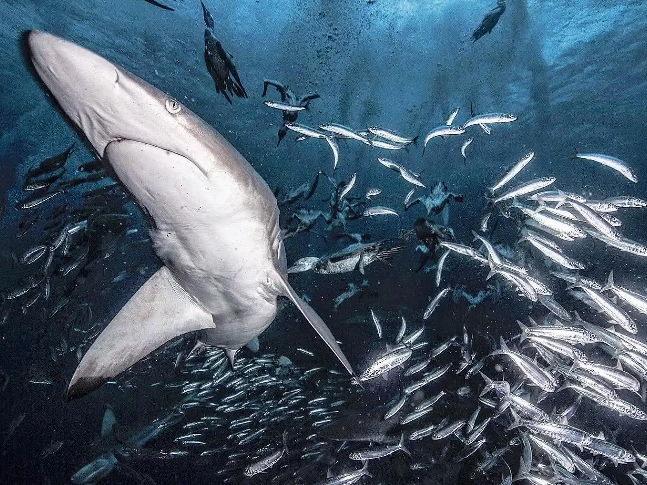 Sardine Run on the Wild Coast