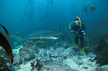 Shark Warrior Adventure Centre - Scuba Diving