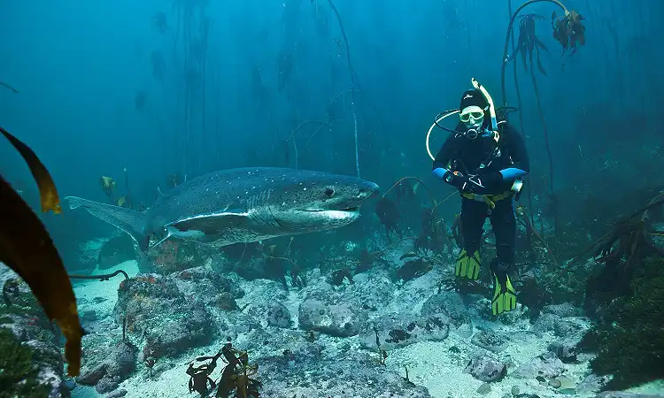Shark Warrior Adventure Centre - Scuba Diving