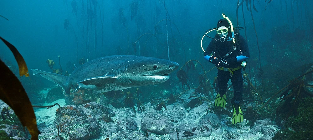 Shark Warrior Adventure Centre - Scuba Diving