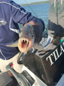 Sundowner Adventures - Tiger Fishing