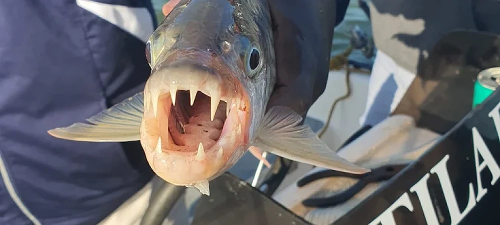 Sundowner Adventures - Tiger Fishing