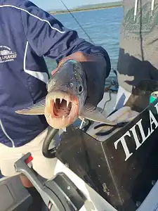 Sundowner Adventures - Tiger Fishing