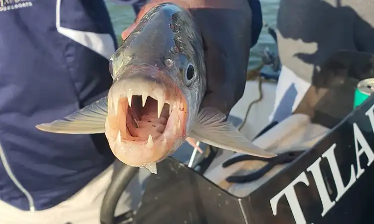 Sundowner Adventures - Tiger Fishing