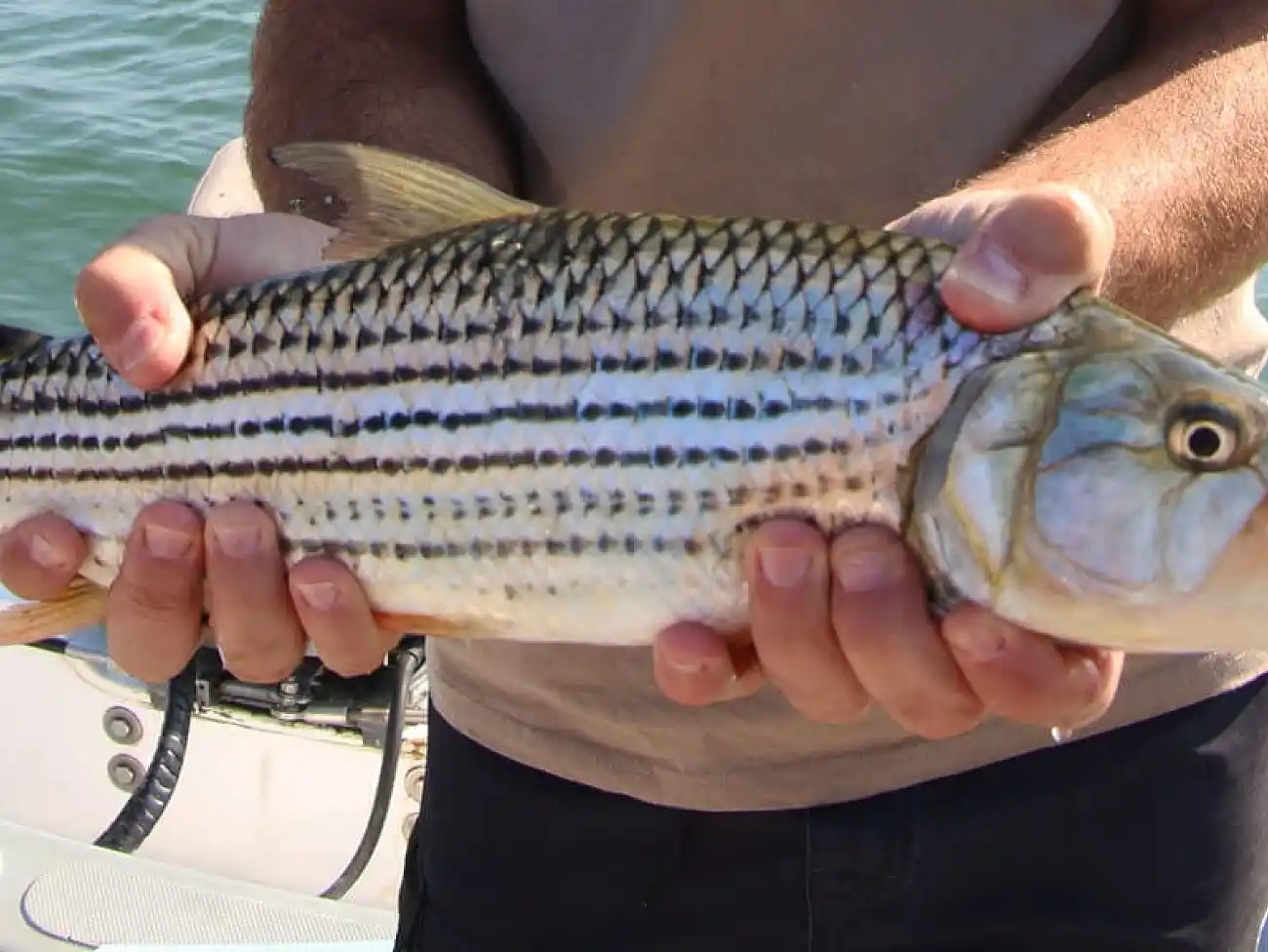 Tiger fishing in Pongola