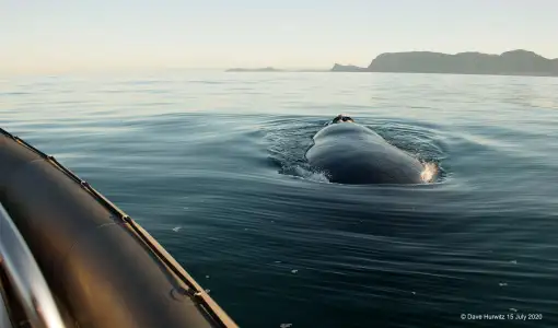 Simons Town Boat Company - Boat Trips