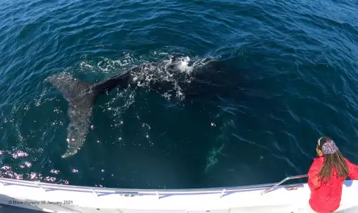 Simons Town Boat Company - Whale Watching
