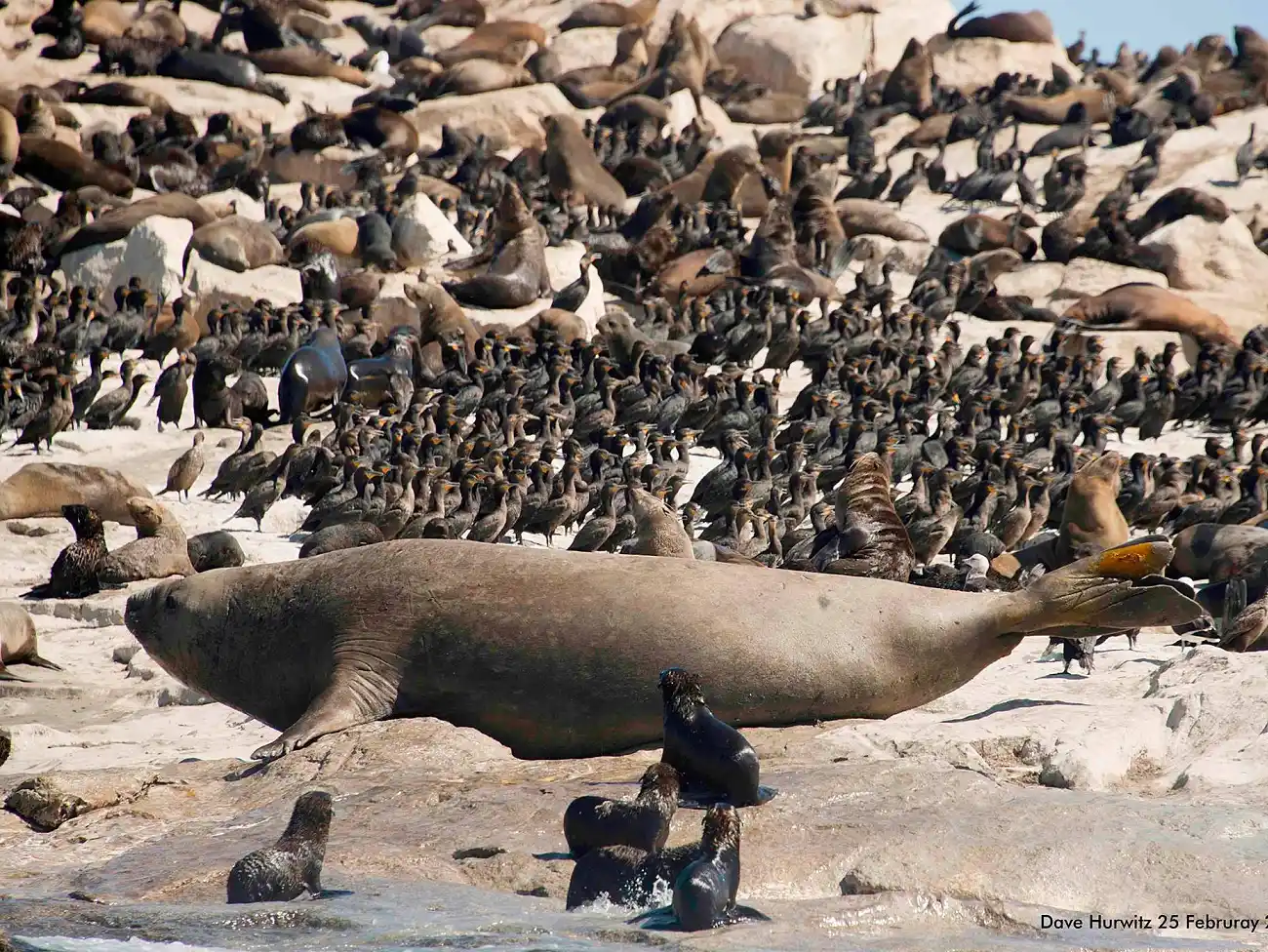 Seal Viewing Trips in False Bay