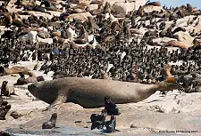 Seal Viewing Trips