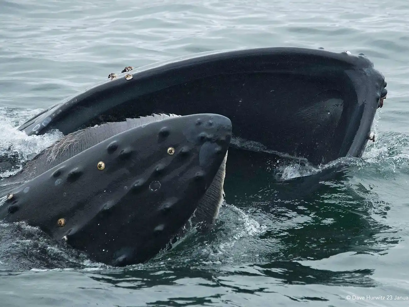 Whale Watching in False Bay