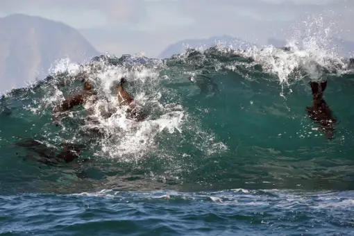 Simons Town Boat Company - Seal Viewing Trips