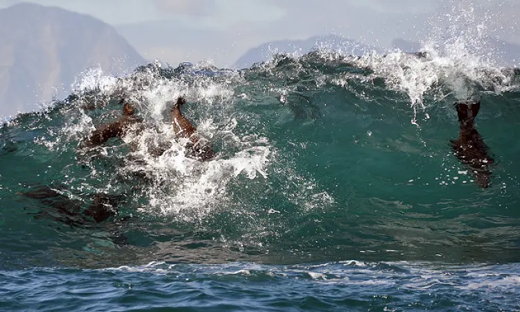 Simons Town Boat Company - Seal Viewing Trips