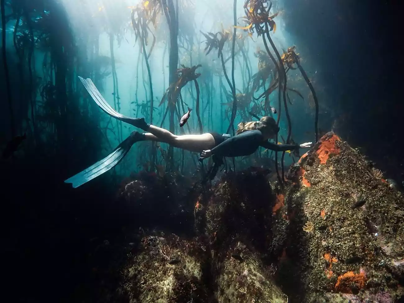 Free Diving in False Bay