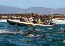 Boat Trips